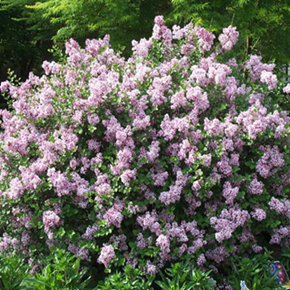    Syringa meyeri Palibin  